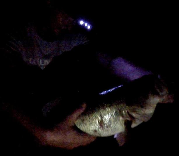 A nice 5lber I caught at night. Notice the cap light. It helped me net the fish quickly and efficiently in pitch darkness. 